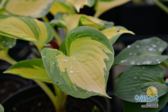Hosta - Great Expectations, 1 Pack