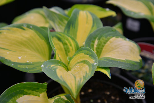 Hosta - Great Expectations, 1 Pack