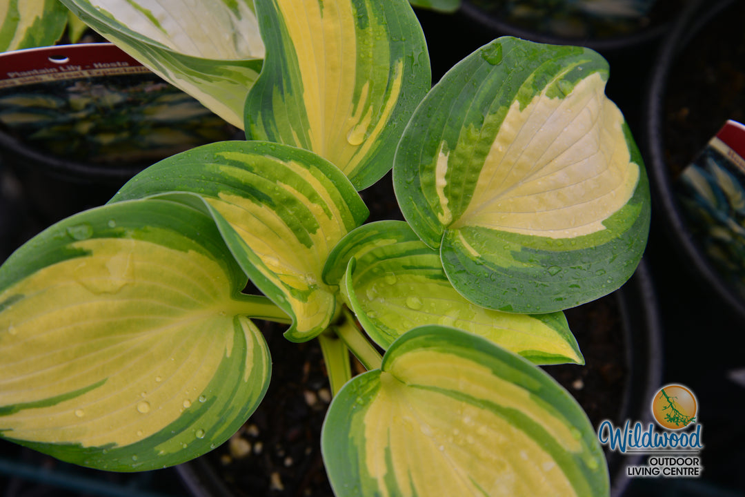Hosta - Great Expectations, 1 Pack