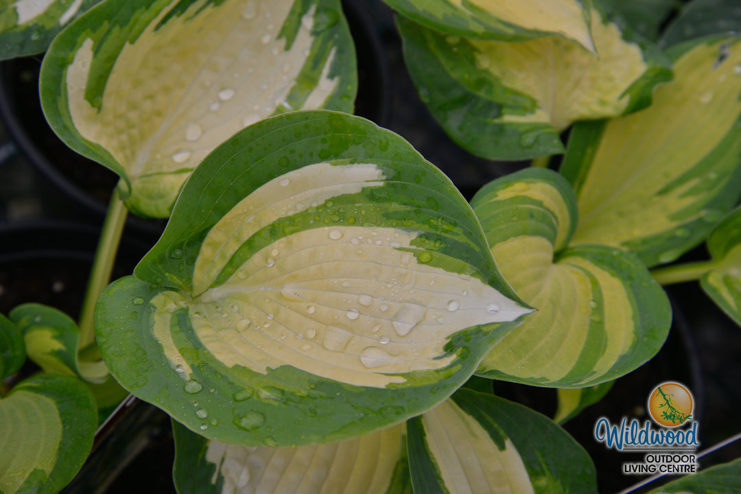 Hosta - Great Expectations, 1 Pack