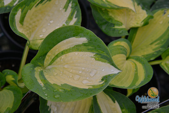 Hosta - Great Expectations, 1 Pack
