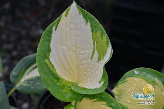 Hosta - Great Expectations, 1 Pack