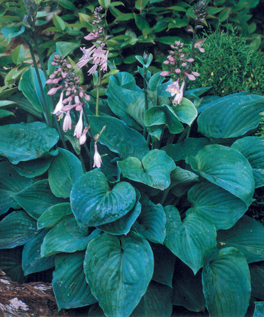 Hosta - Elegans, 1 Pack