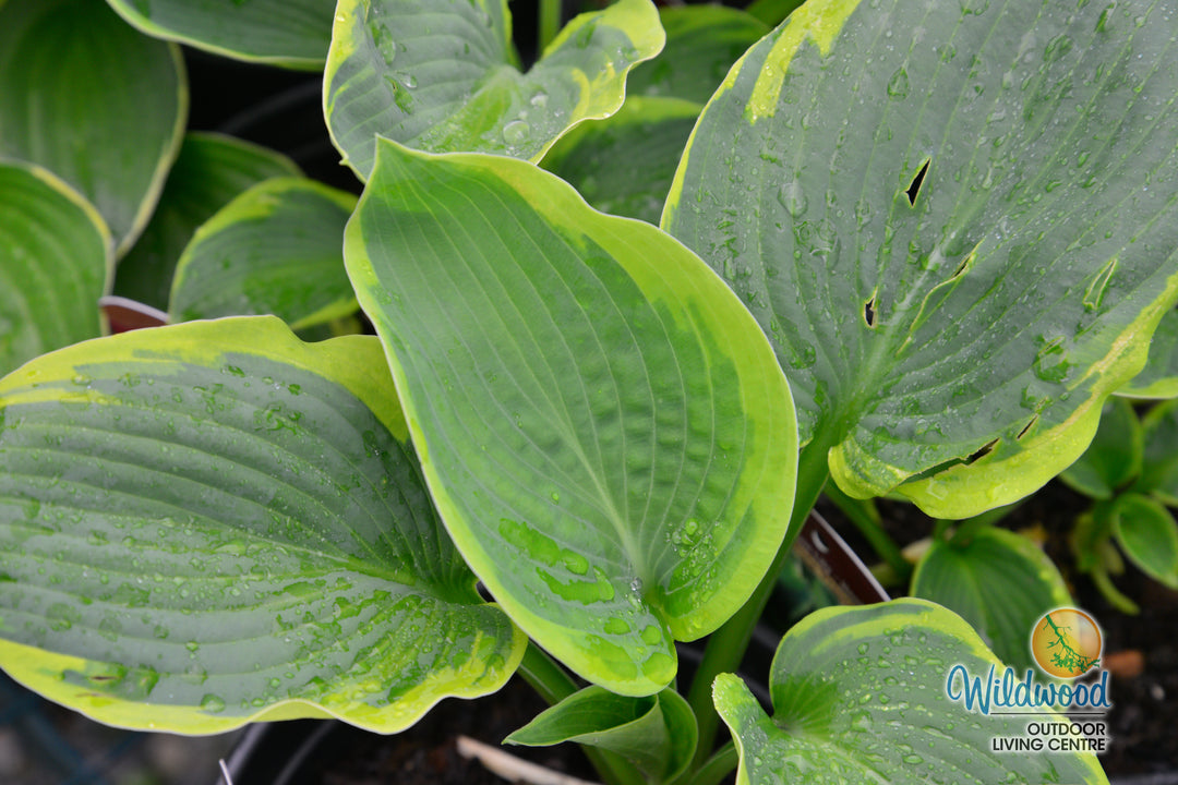 Hosta - Frances Williams, 1 Pack