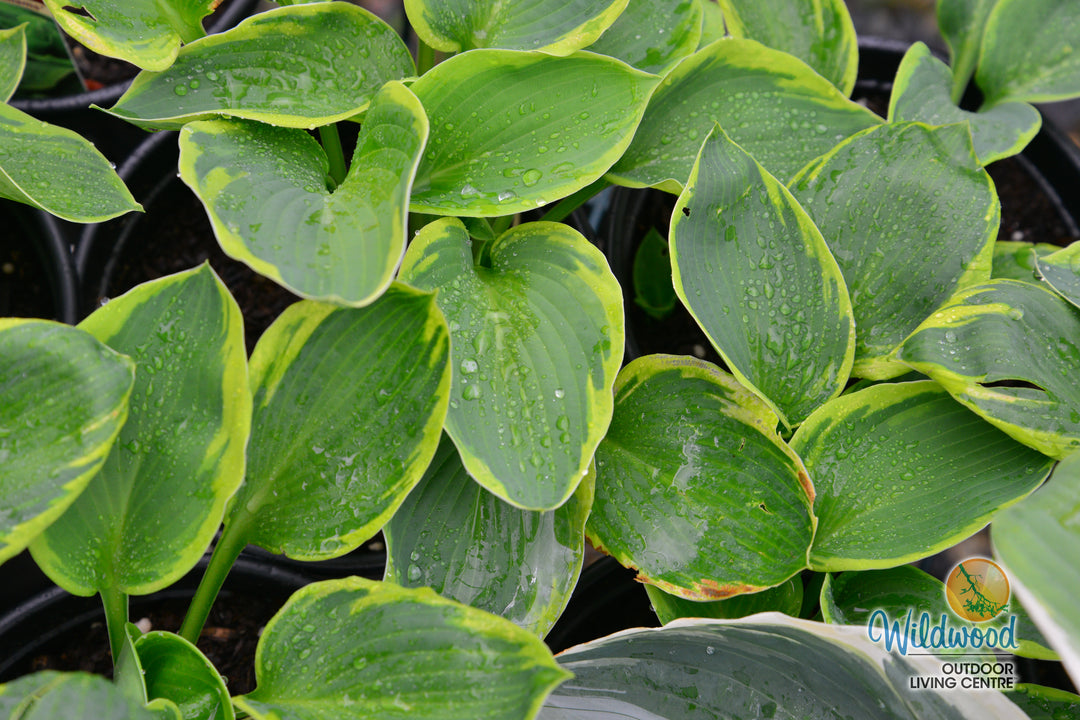 Hosta - Frances Williams, 1 Pack