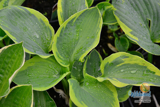 Hosta - Frances Williams, 1 Pack