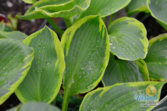 Hosta - Frances Williams, 1 Pack