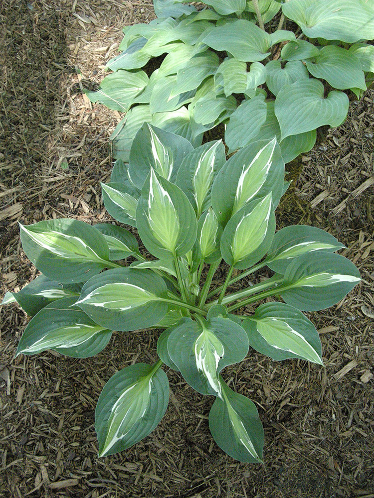 Hosta - Snake Eyes, 1 Pack