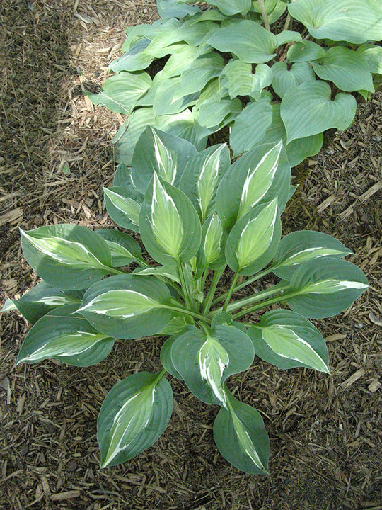 Hosta - Snake Eyes, 1 Pack