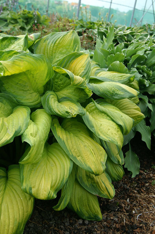 Hosta - Stained Glass