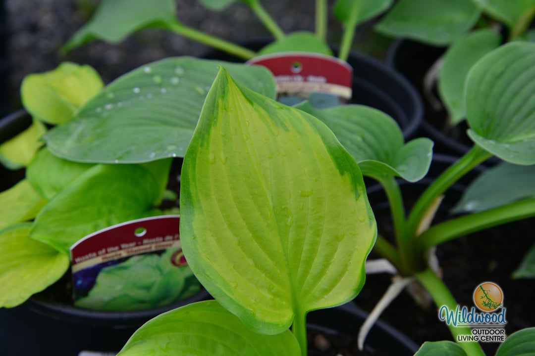 Hosta - Stained Glass, 1 Pack