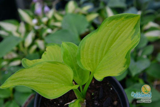 Hosta - Stained Glass, 1 Pack