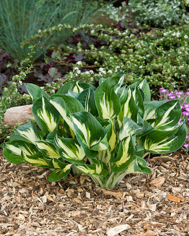Hosta - Sting, 1 Pack