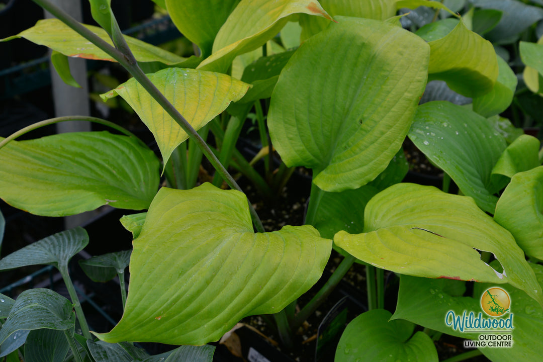 Hosta - Sum & Substance, 1 Pack