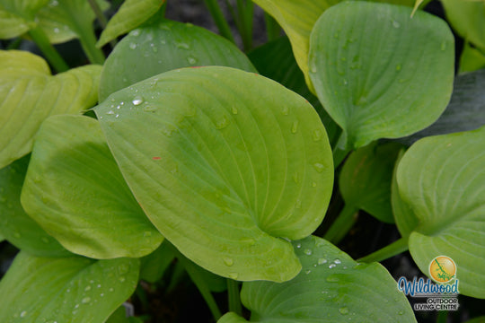 Hosta - Sum & Substance, 1 Pack