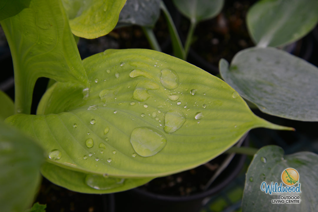 Hosta - Sum & Substance, 1 Pack