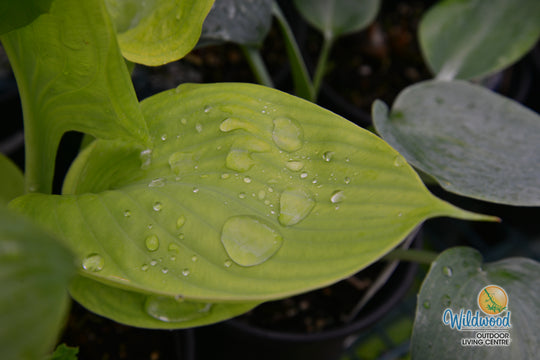 Hosta - Sum & Substance, 1 Pack