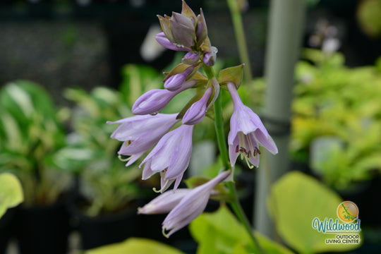 Hosta - Sum & Substance, 1 Pack