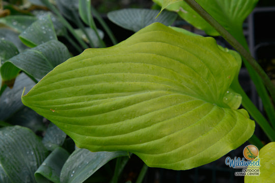 Hosta - Sum & Substance, 1 Pack