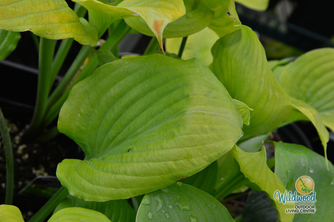 Hosta - Sum & Substance, 1 Pack