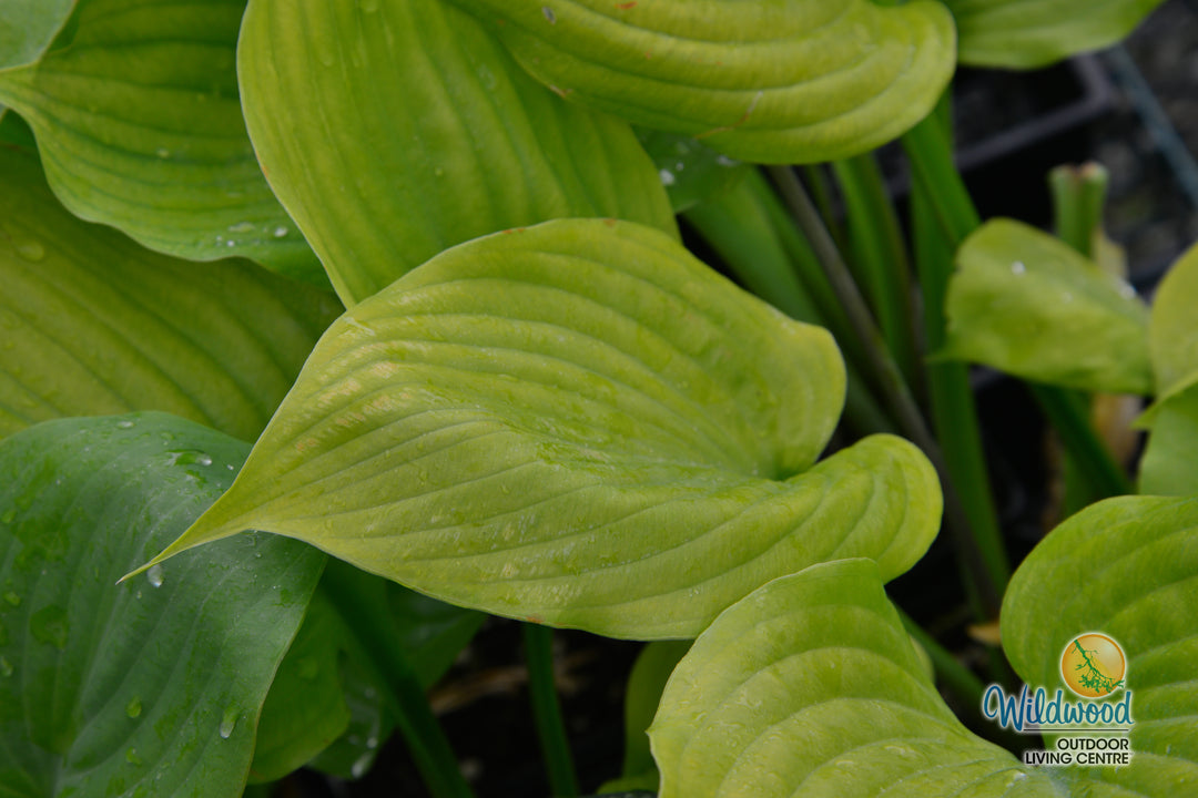 Hosta - Sum & Substance, 1 Pack