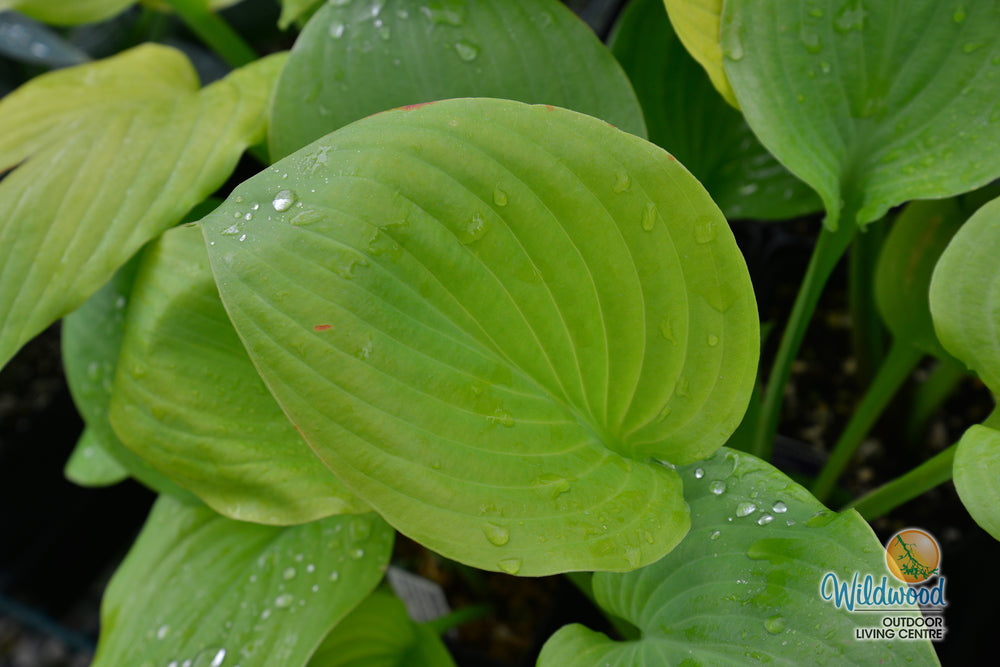 Hosta - Sum & Substance, 1 Pack