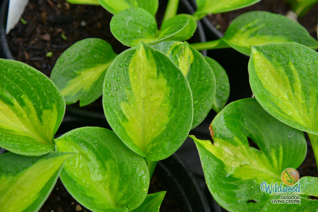 Hosta - Sunset Grooves, 1 Pack
