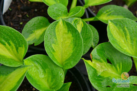 Hosta - Sunset Grooves, 1 Pack