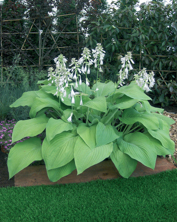 Hosta - T Rex, 1 Pack