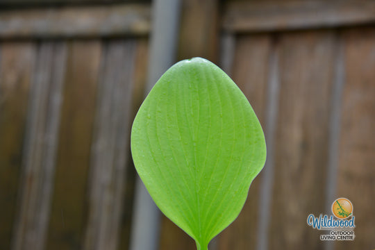 Hosta - T Rex, 1 Pack
