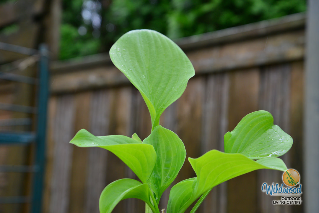 Hosta - T Rex, 1 Pack