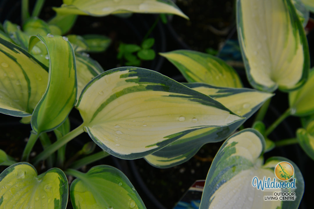 Hosta - June, 1 Pack