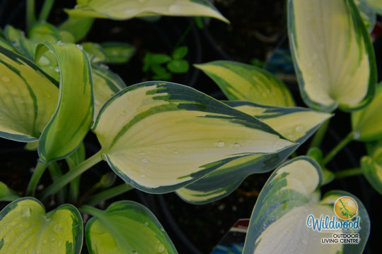 Hosta - June, 1 Pack