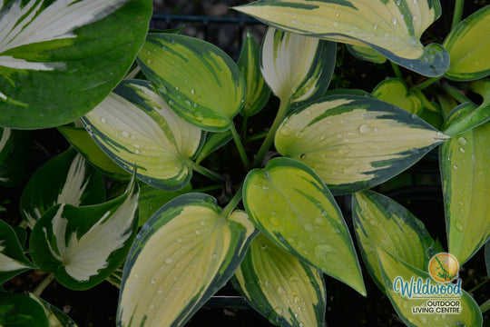 Hosta - June, 1 Pack