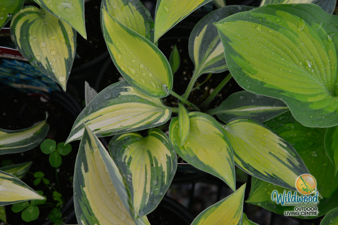Hosta - June, 1 Pack