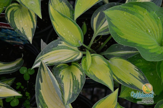 Hosta - June, 1 Pack