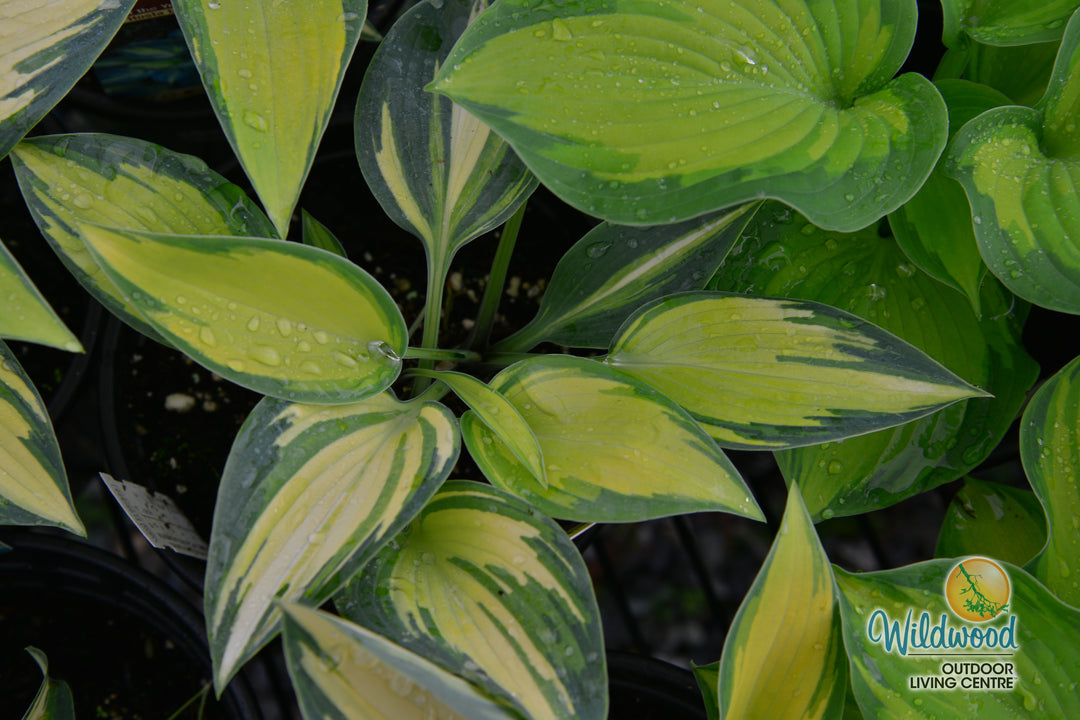 Hosta - June, 1 Pack