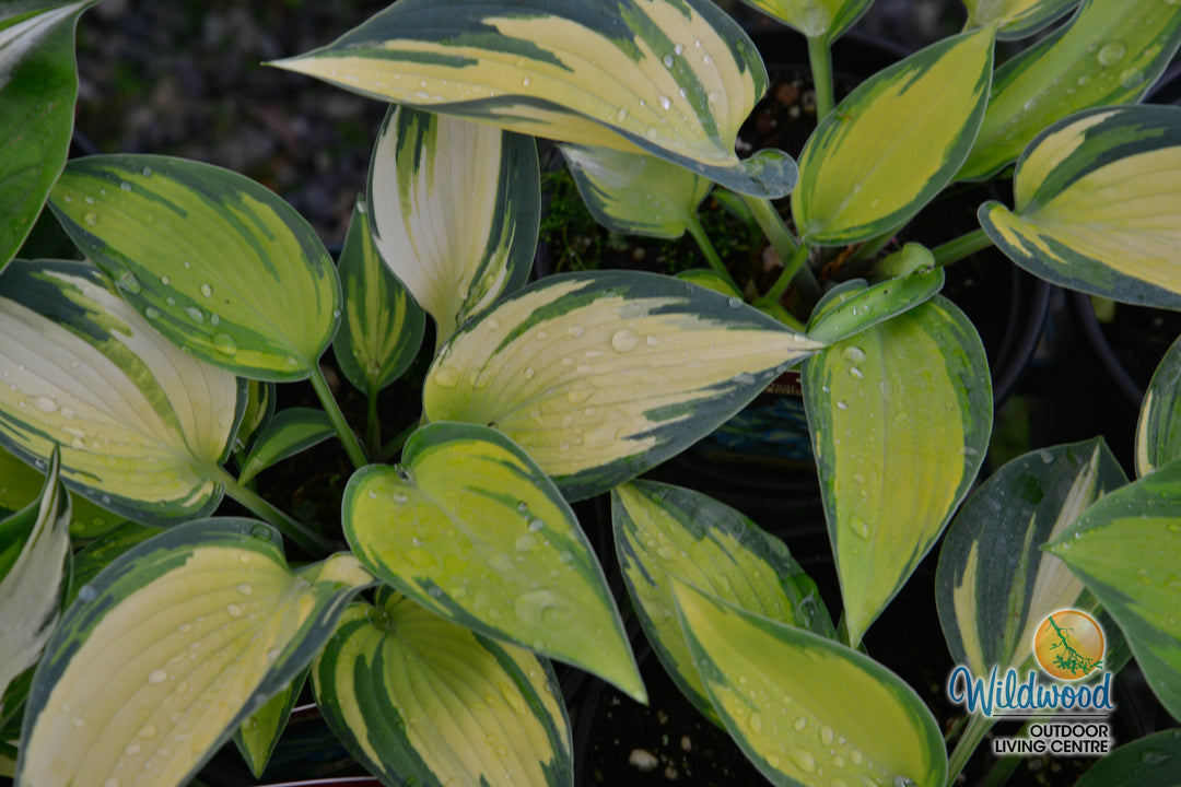 Hosta - June, 1 Pack
