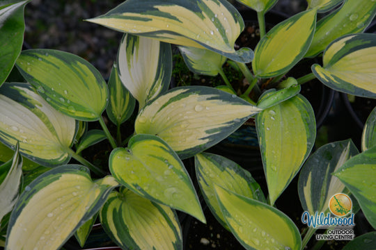 Hosta - June, 1 Pack