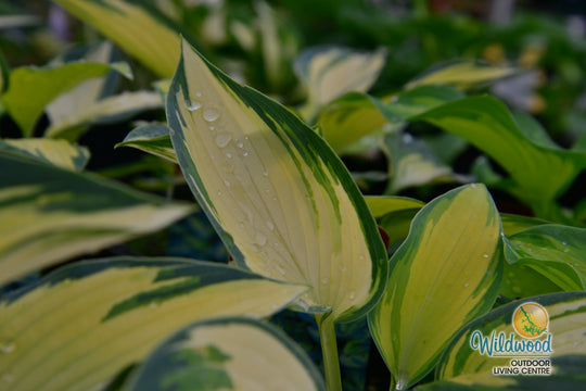 Hosta - June, 1 Pack