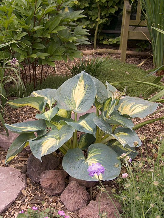 Hosta - Thunderbolt, 1 Pack