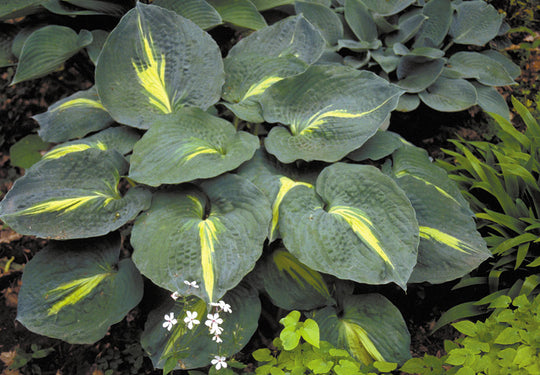 Hosta - Thunderbolt, 1 Pack