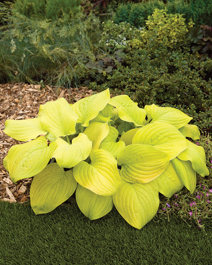 Hosta Plants | Largest Selection in Canada | Wildwood Express ...