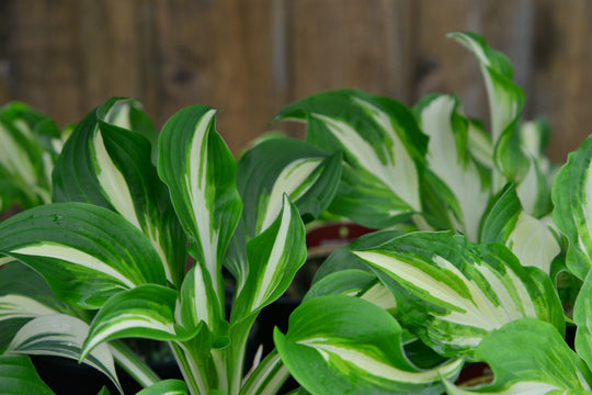 Hosta - Mediovariegata, 1 Pack