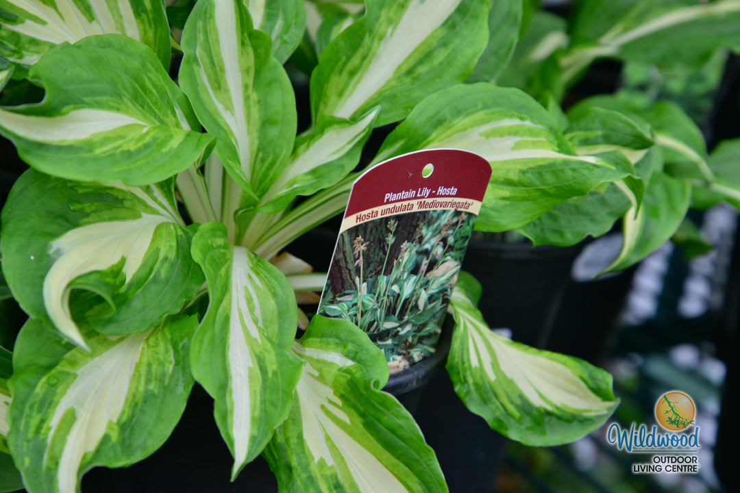 Hosta - Mediovariegata, 1 Pack