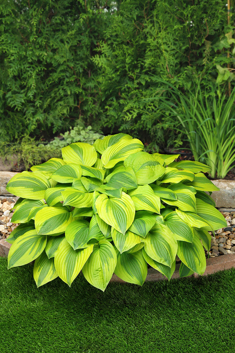 Hosta - Velvet Moon, 1 Pack