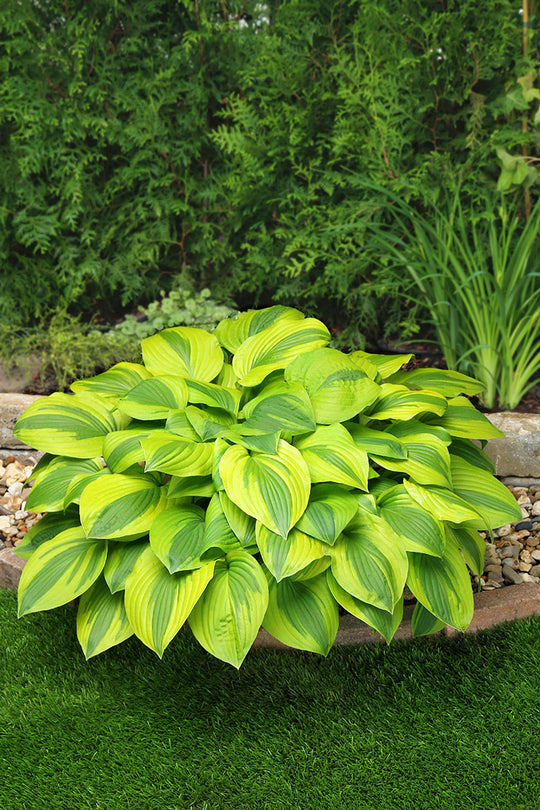 Hosta - Velvet Moon, 1 Pack