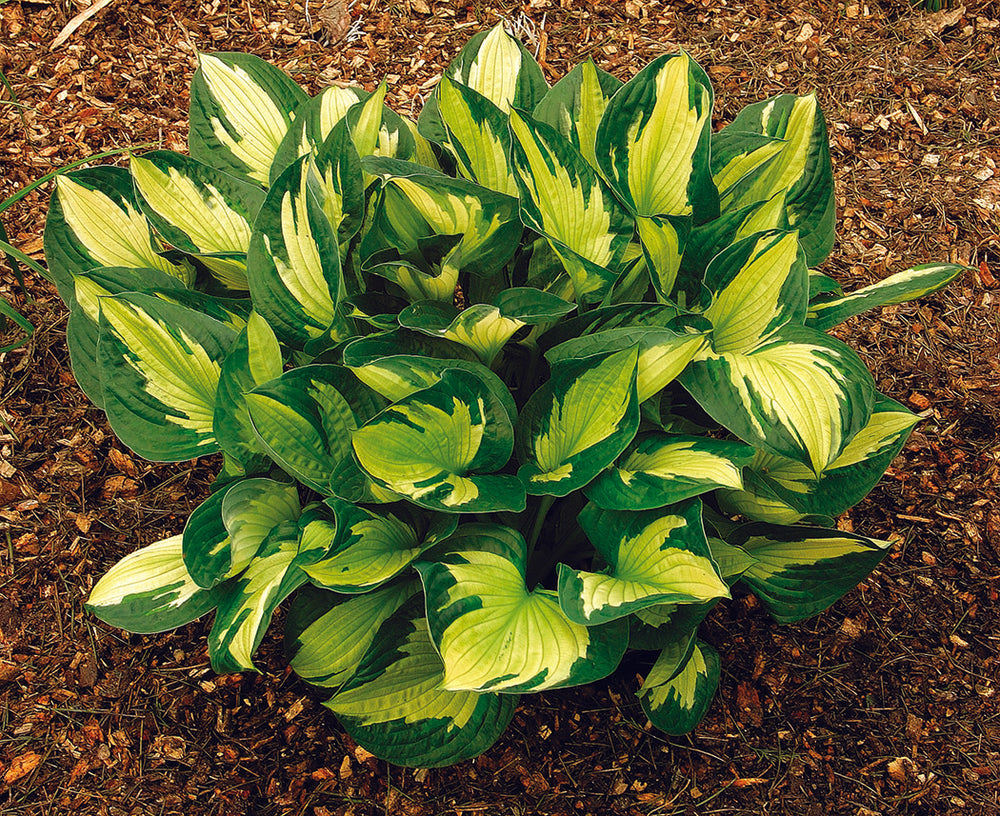 Hosta - Whirlwind, 1 Pack