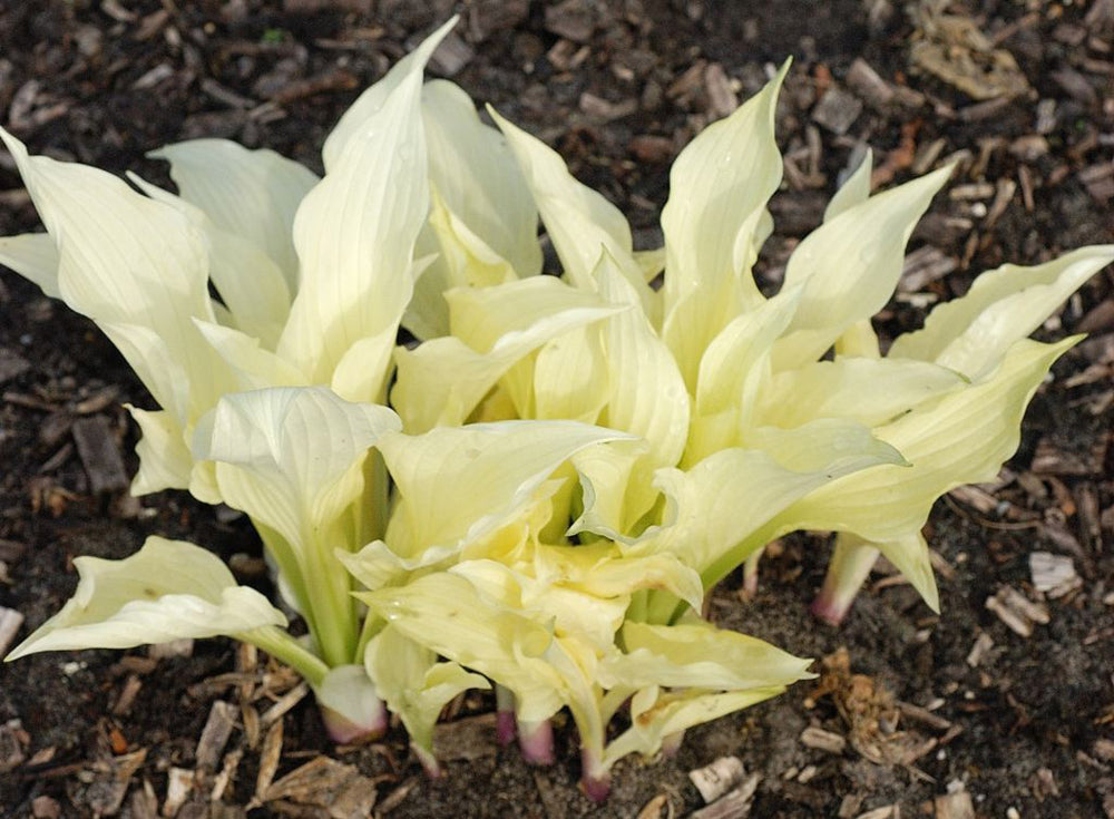 Hosta - White Feather, 1 Pack