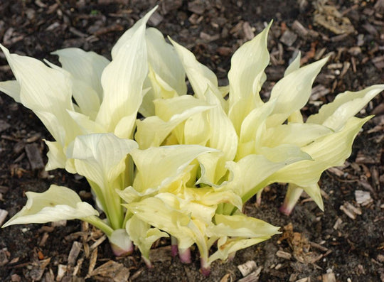 Hosta - White Feather, 1 Pack